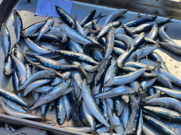 Saturday fish market on Piazza Alonzo di Benedetto, Catania