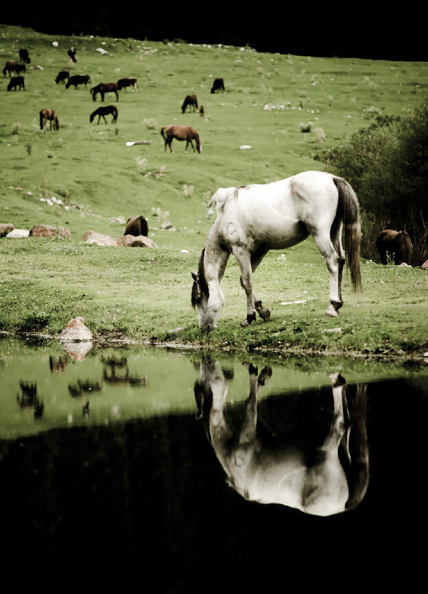Horses grazing in Karakol valley