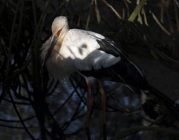 Aviario Nacional de Colombia
