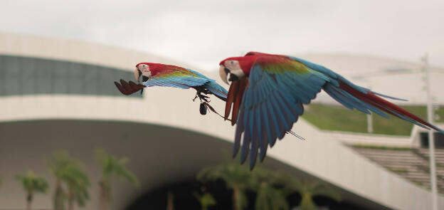 Kaohsiung, Taiwan: Weiwuying Metropolitan Park - Macaws flying in front of cultural center