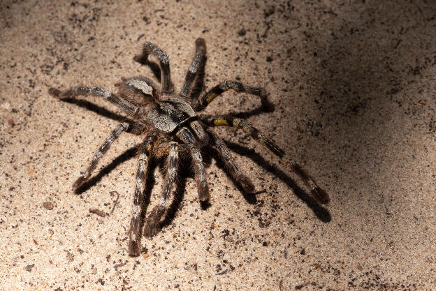 Bird-Eating Spider at Wilpattu National Park, Sri Lanka