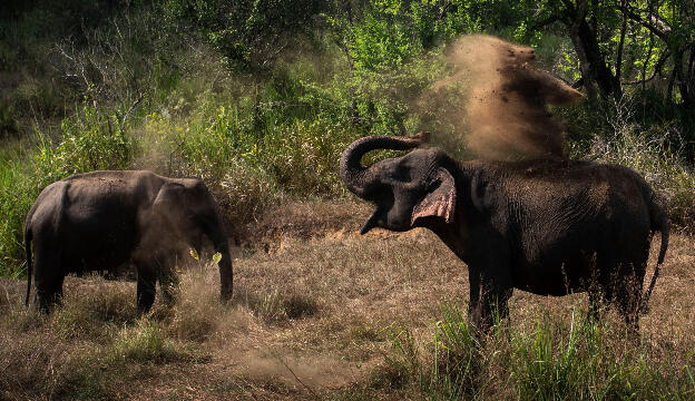 Elephant throwing dirt for cooling at Hurulu Eco Park, Sri Lanka