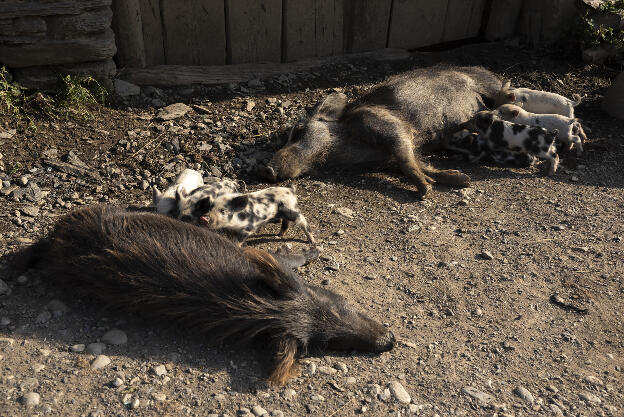 Pigs drinking in Tsvirmi, Svaneti