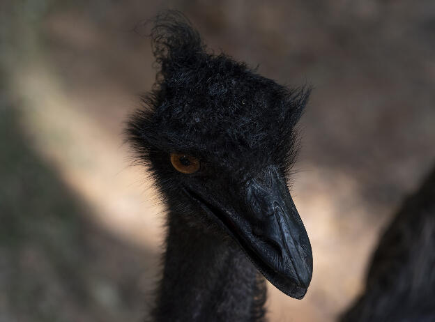 Bird Park - Emu