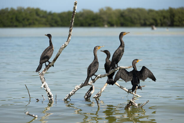 Cormorants near Isla de la Pasión, Holbox