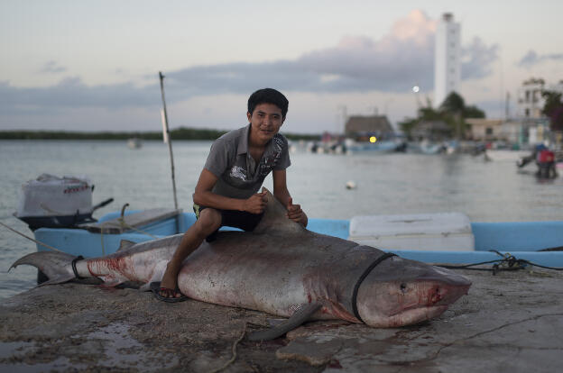Posing with shark in Rio Lagartos