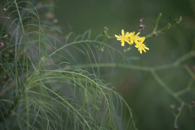 Flowers in Agaete valley, Gran Canaria