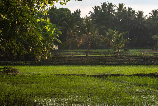 Polonnaruwa, Sri Lanka: Rice fields in the morning 