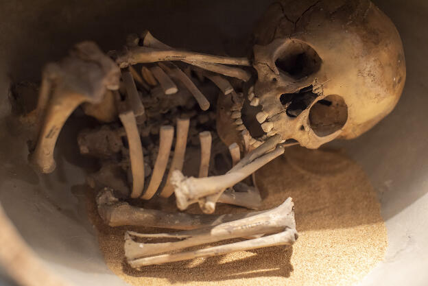 Skeleton in Archaeological Museum, Mexico City