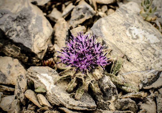 Little flowers grow at 4100 m on Chinese border