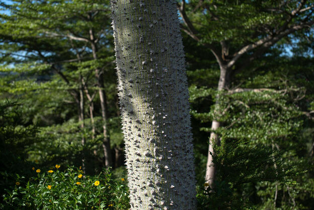 Trees at Liyutan reservoir lookout, Taiwan