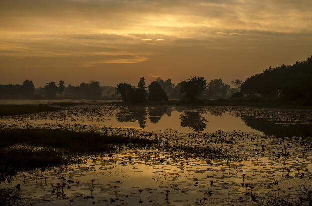 Sunrise over rice country