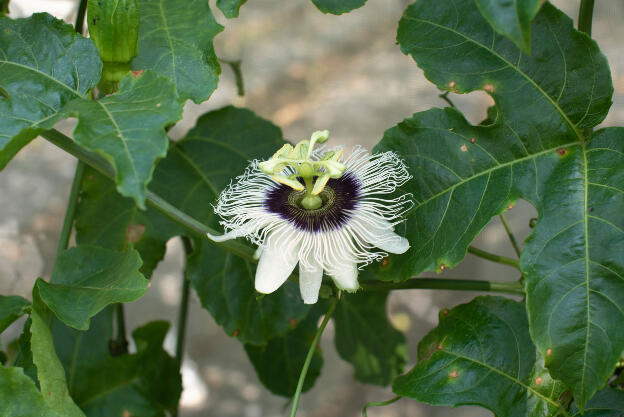 Maracuya flower in Yuchi Township, Taiwan