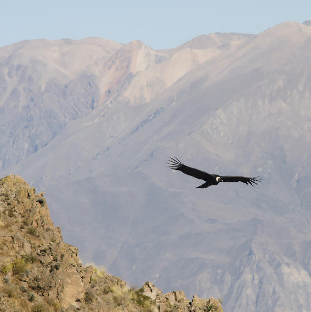 Colca Canyon, Cruz del Condor