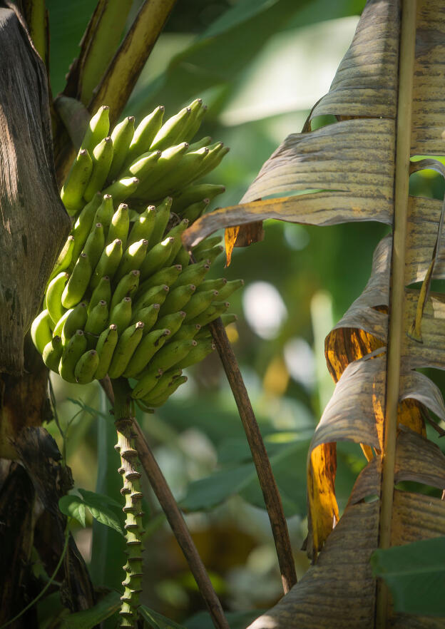 Bananas growing in Yuchi Township, Taiwan