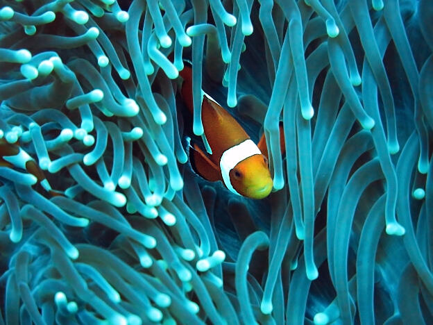 Clown fish / sea anemone at Pulau Menjangan reef