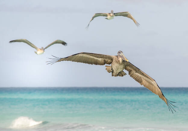 Pelicans at Varadero beach