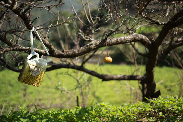 Dahu, Taiwan: Near Malabang Shan trailhead - People stick stuff on their fruit trees