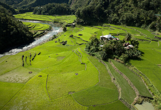 Ayangan: Fast growing rice crop needs only few months, with harvest in July and December