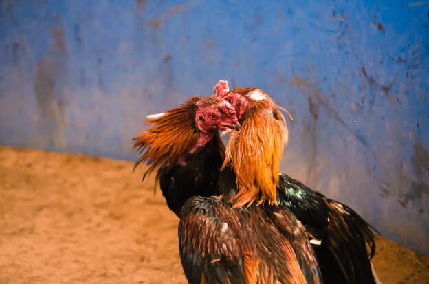 For chicken, fighting for their principles is as easy a living up to them.