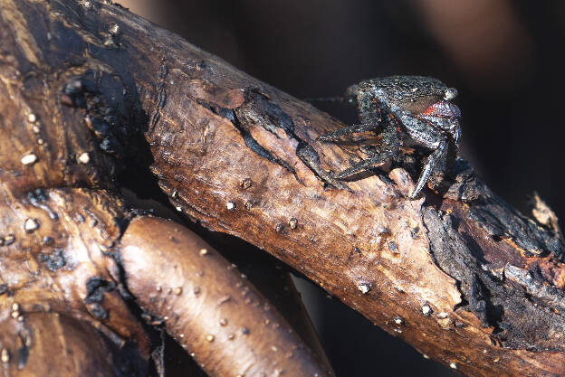 Little crab on Red Mangrove root in Parque Natural Ría Lagartos