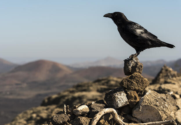 Raven at top of Caldera Blanca