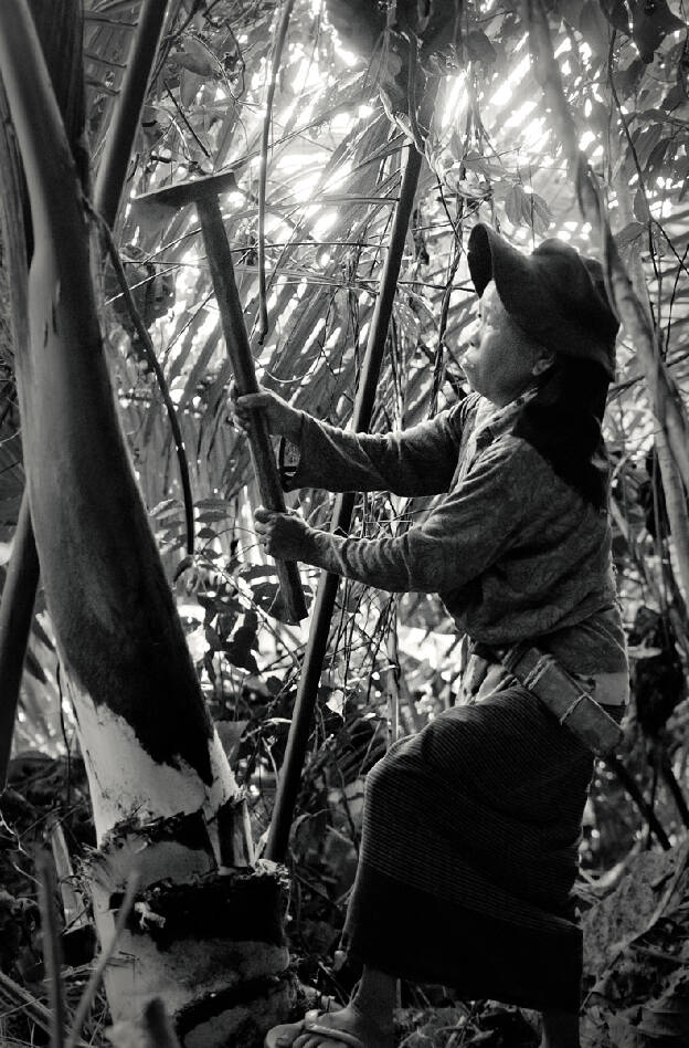 Harvesting palm hearts