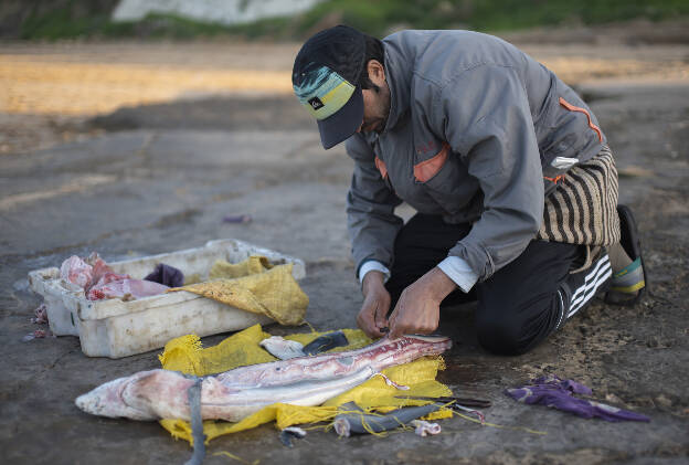 Oualidia: Gutting a shark