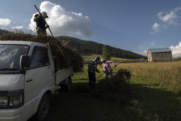 Collecting grass in Tsvirmi, Svaneti