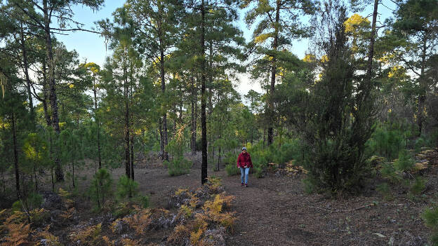 Hiking in Área recreativa Tamadaba, Gran Canaria