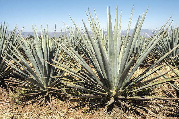 Agave plant: After 7-10 years, leaves are cut off, and heart is used for Tequila