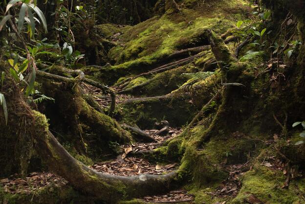 Cameron Highlands: Mossy Forest