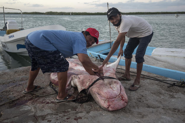 Fishers gutting their shark in Rio Lagartos