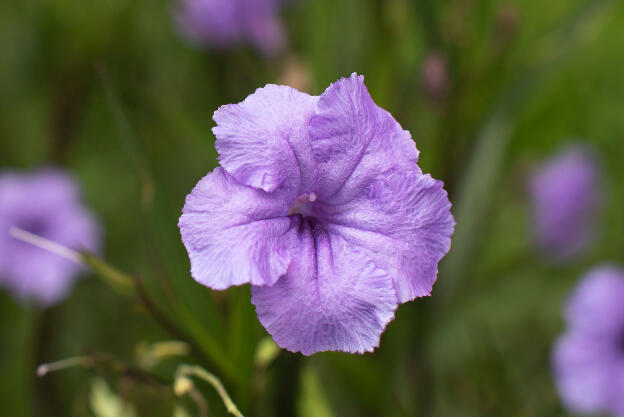 Ruellia tuberosa (or minnieroot, fever root, snapdragon root, sheep potato) at Sun-Moon Lake, Taiwan: Its native range is in Central America but it has become naturalized in Africa, South and Southeast Asia.