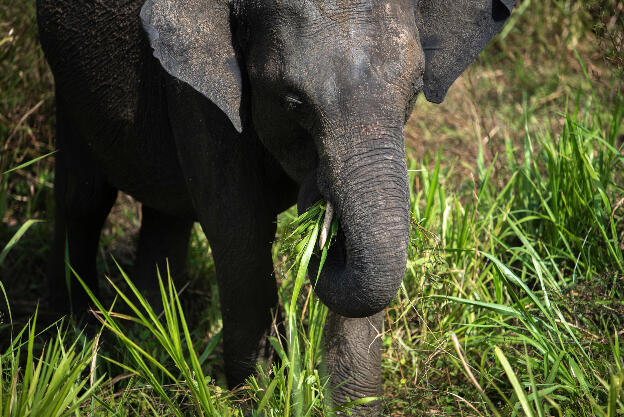 Elephant eating (~200 kg of grass a day) at Hurulu Eco Park, Sri Lanka