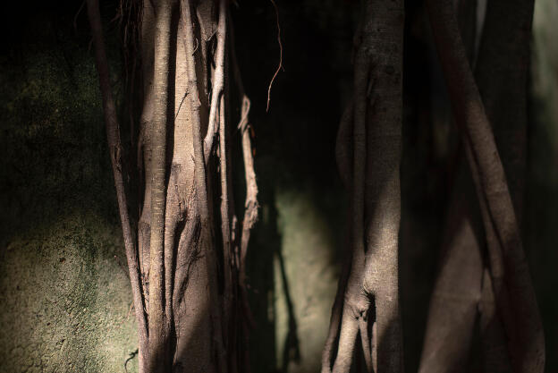 Tainan, Taiwan: Anping Tree House - Banyan trees covering everything