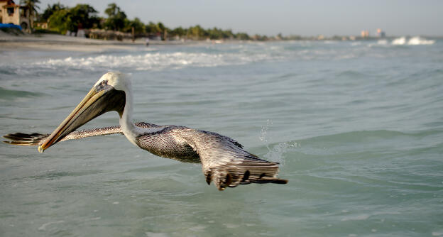 Pelican at Varadero beach