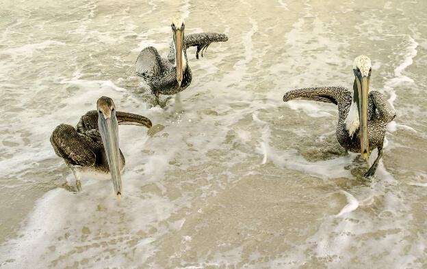 Pelicans at Varadero beach