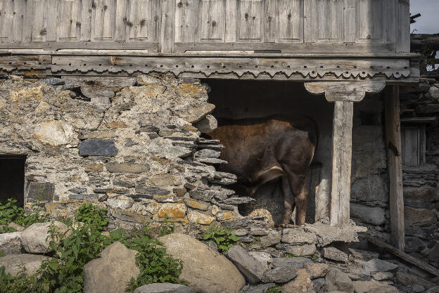 Cow in Adishi, Svaneti