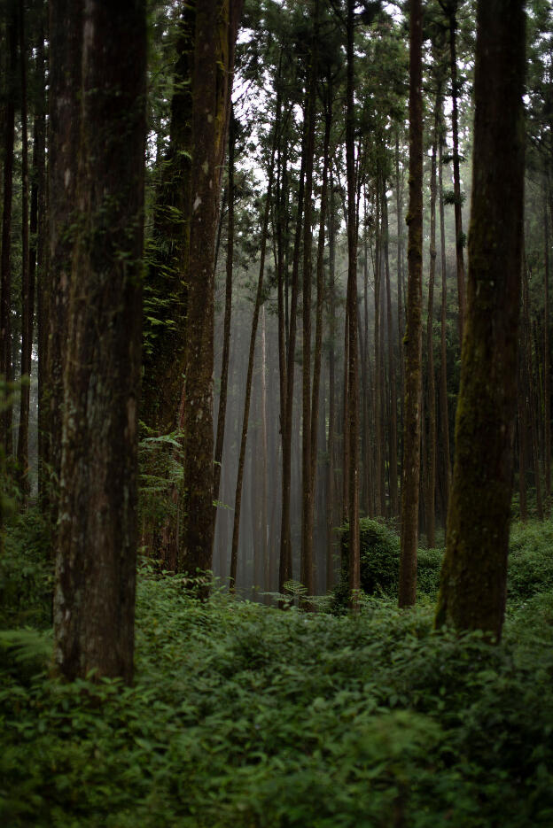 Alishan, Taiwan