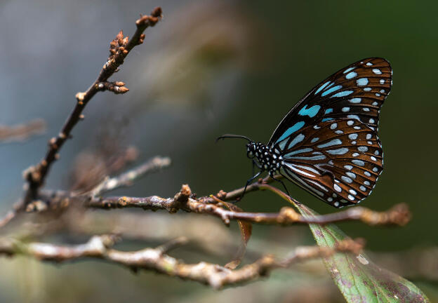 Dahu, Taiwan: Butterfly on Malabang Shan trail