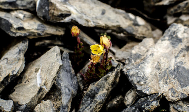 Little flowers grow at 4100 m on Chinese border