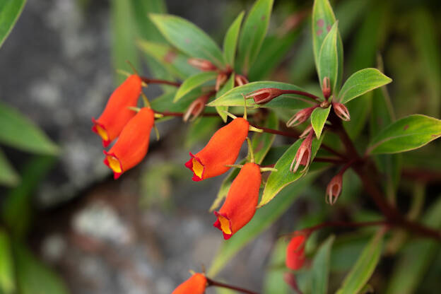 Mountain flowers around Banaue