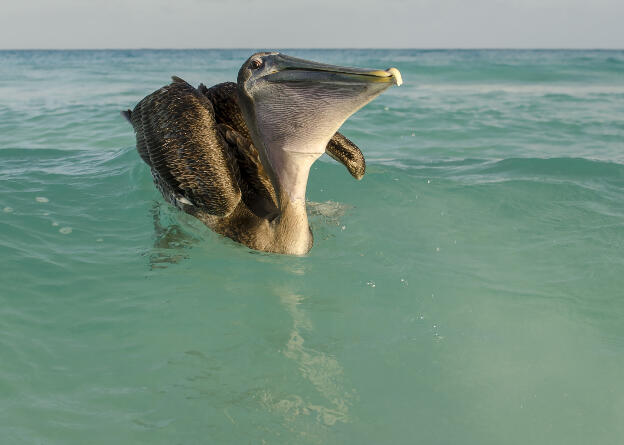 Pelican swallowing fish at Varadero beach