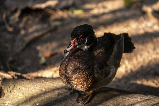 Bird Park - Duck