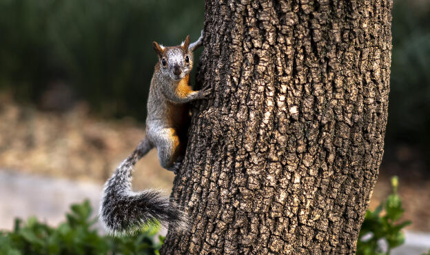 Squirrel in Mexico City