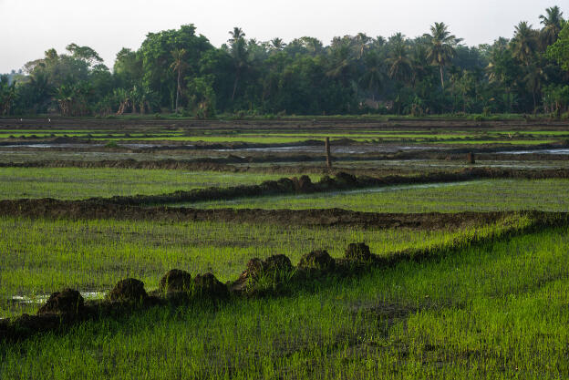 Polonnaruwa, Sri Lanka: Rice fields in the morning 