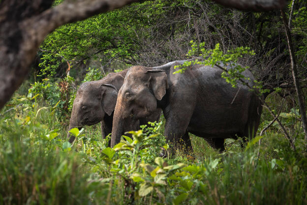 Elephants at Hurulu Eco Park, Sri Lanka