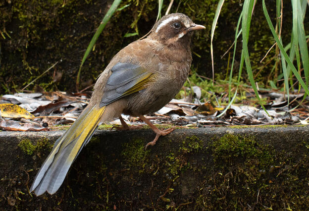 Alishan, Taiwan, on Tashan Trail: Formosan laughing thrush is a species of bird in the family Leiothrichidae, and endemic to Taiwan