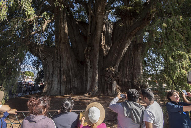 El Árbol del Tule, Montezuma cypress with stoutest tree trunk in the world